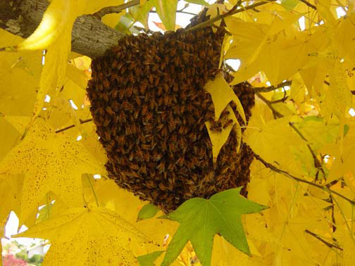 La Mesa Bee Removal Guys Picture of a 
    swarm we relocated from a tree.