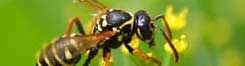 Carlsbad Wasp Control.