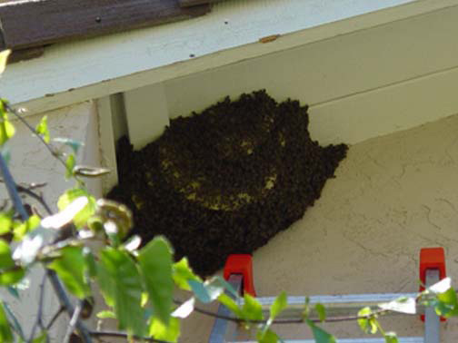 Bee Removal Vista This is a 
    picture of a hive hanging underneath an eave.