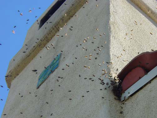 Bee Removal Carlsbad This is 
    a picture of a swarm that is in the eave of a house.