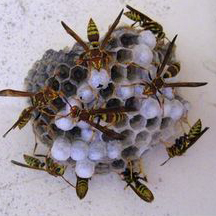 Wasp Removal San Marcos CA