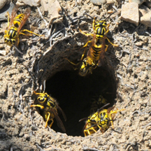 Yellow Jacket Removal Santee CA